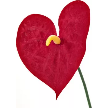 EUROPALMS mākslīgā anthurium, 70 cm 82530164