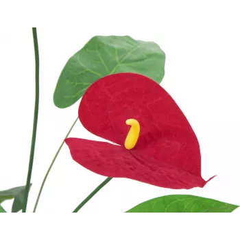 EUROPALMS mākslīgā anthurium, 70 cm 82530164
