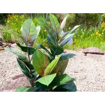 EUROPALMS mākslīgais gumijkoks 100cm, reālistisks Ficus elastica, podā melnā plastmasas podā 82508303