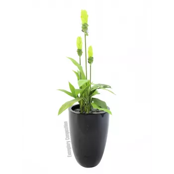 EUROPALMS LEICHTSIN CUP-69, melns, spīdīgs (83011819)