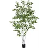 EUROPALMS mākslīgais bērzs, 210 cm 82505232