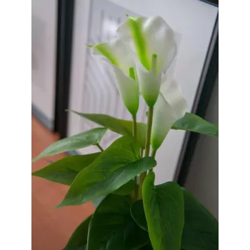 EUROPALMS Calla mini mākslīgais kalas lilijas augs, balts, 43 cm 82540347