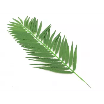 EUROPALMS kokospalmas lapas, mākslīgas, 110cm, 12 gab. 82509897