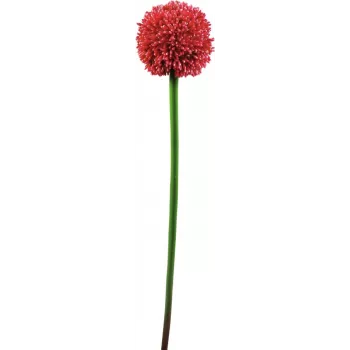 EUROPALMS mākslīgais Allium stublājs, sarkans, 55cm 82530568