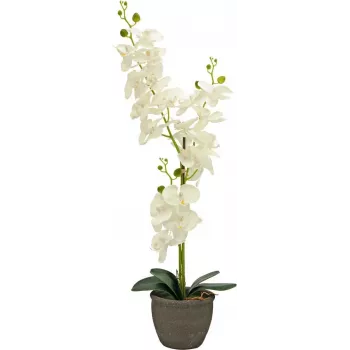 EUROPALMS mākslīgā orhideja, krēmkrāsas, 80cm 82530361