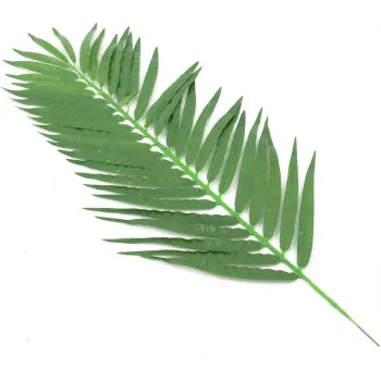 EUROPALMS mākslīgās kokospalmas lapas, 90 cm, 12 gabali, zaļas 82509896