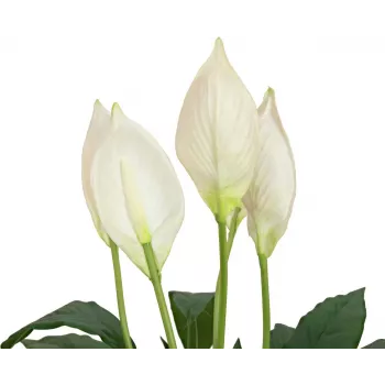EUROPALMS mākslīgā spathiphyllum, 60 cm 82505660