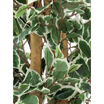 EUROPALMS Silberficus Benjamina mākslīgais augs, 180 cm 82506116