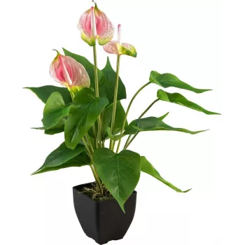 EUROPALMS mākslīgā anthurium, balta–rozā 82540348