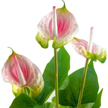 EUROPALMS mākslīgā anthurium, balta–rozā 82540348