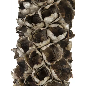 EUROPALMS Cacho Coco mākslīgā kokospalma, 120-190 cm, īsta koka stumbrs, 12 lapas, iekštelpu 83502349