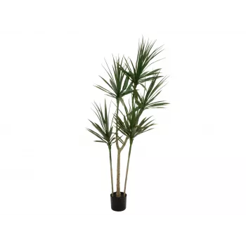 EUROPALMS Dracena mākslīgais augs, zaļš, 170 cm 82505799