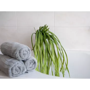 EUROPALMS mākslīgā jūraszāle (EVA), zaļa 82531062