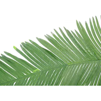 EUROPALMS mākslīgā kokosriekstu karaliskās palmas lapa, 180cm 82509847