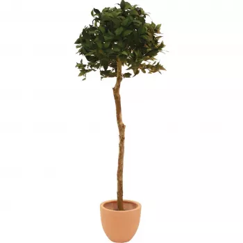 EUROPALMS mākslīgais lauru koka bumbiņkoks, 180cm 82506946