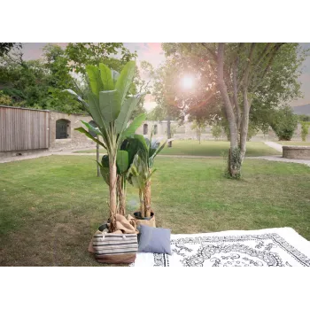 EUROPALMS mākslīgais banānu koks, 210 cm 82509507
