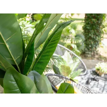 EUROPALMS mākslīgais banānu koks, 210 cm 82509507