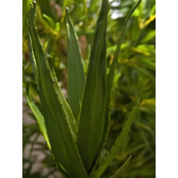 EUROPALMS Aloe (EVA), mākslīgs, zaļš, 50cm (82530570)