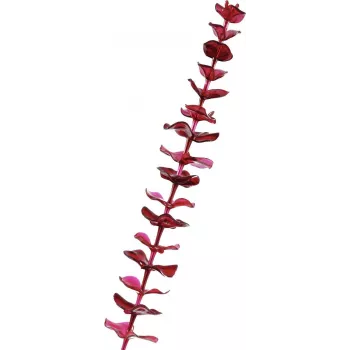 EUROPALMS mākslīgais kristāla eikalipta zars, bordo, 81cm 82600203