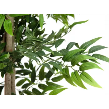 EUROPALMS Ficus Longifolia mākslīgais augs, 165cm 82506350