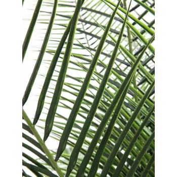 EUROPALMS Phoenix Palm Deluxe mākslīgais augs 220cm 82509722