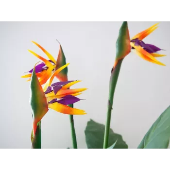 EUROPALMS Strelitzia mākslīgais augs, 90 cm 82540502