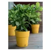 STEFANPLAST Ethica puķu pods ar paplāti Ø40x39cm sinepju dzeltenā krāsā