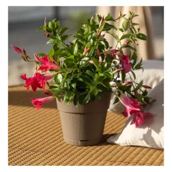 STEFANPLAST Ethica puķu pods ar paplāti Ø20x19cm Brūns