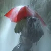 Parasol Euroschirm Birdiepal Outdoor - Sarkans